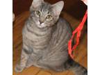 Adopt Oliver a Tabby, Domestic Short Hair