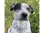 Adopt Cheeto a Australian Cattle Dog / Blue Heeler