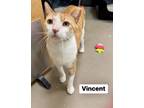 Adopt Vincent a Domestic Short Hair