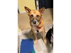 Adopt Ripples a Mixed Breed