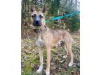 Adopt Rowan a Belgian Shepherd / Malinois, German Shepherd Dog