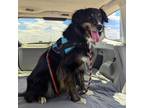 Adopt Churchill a Australian Shepherd, Mixed Breed