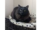 Adopt Coal a Domestic Long Hair, Maine Coon