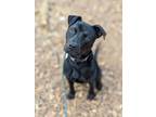 Adopt Toby a Patterdale Terrier / Fell Terrier