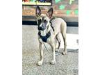 Adopt Killian a Terrier, German Shepherd Dog
