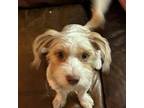 Adopt Ace a Terrier