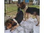 Adopt Clyde a Beagle, Mixed Breed