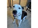 Adopt Rambo a American Staffordshire Terrier