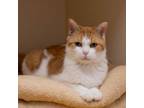 Adopt Sunny D a Domestic Short Hair