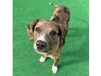 Adopt Jack Frost a Catahoula Leopard Dog, Mixed Breed