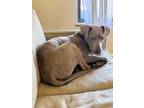 Adopt Flapjack a Weimaraner, Great Dane