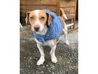 Adopt Flash a Jack Russell Terrier, Dachshund