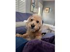 Adopt Brandon a Wirehaired Terrier