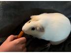 Adopt Courtesy Post: Pair of males a Guinea Pig