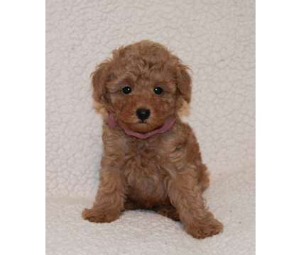 Miniature Poodle Puppies is a Female Poodle Puppy For Sale in West Plains MO