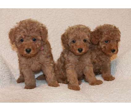 Miniature Poodle Puppies is a Female Poodle Puppy For Sale in West Plains MO