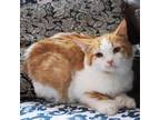 Adopt Junior Orange Guy 6747 a Domestic Short Hair