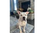 Adopt Cosmopolitan a Pit Bull Terrier, Mixed Breed