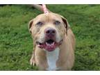 Adopt Duke a American Staffordshire Terrier