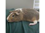 Adopt Twiggy a Guinea Pig