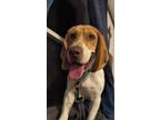 Adopt Picker a Beagle