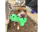 Adopt Tanner a American Staffordshire Terrier, Mixed Breed