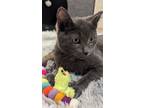 Adopt Simon bonded to Pearl a Domestic Short Hair