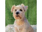 Adopt Richie a Norfolk Terrier, Schnauzer