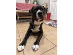 Adopt Freddy a Pit Bull Terrier, Mixed Breed