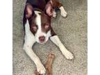 Adopt Tugboat a Border Collie, Pit Bull Terrier