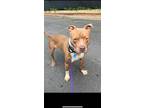 Adopt Howard a American Bully, American Staffordshire Terrier