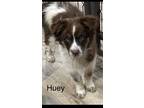 Adopt Huey, a Australian Shepherd