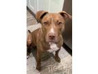 Adopt Tiger a American Staffordshire Terrier