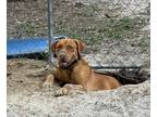 Adopt Dexter a Rhodesian Ridgeback, Mixed Breed