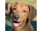 Adopt Emmet a Redbone Coonhound