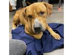 Adopt Squishmallow a Redbone Coonhound, Mixed Breed