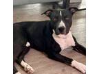 Adopt Steve a Pit Bull Terrier, Mixed Breed