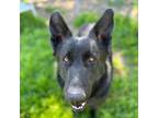 Adopt Kiro a German Shepherd Dog, Mountain Dog