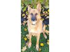 Adopt Casey a German Shepherd Dog