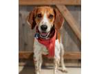 Adopt Tod a American Foxhound