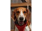 Adopt Tod a American Foxhound