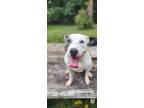 Adopt Milo a Pit Bull Terrier