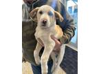 Adopt A041896 a Labrador Retriever, Carolina Dog