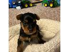 Yorkshire Terrier Puppy for sale in Clovis, NM, USA