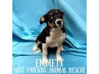 Adopt Emmett a Husky