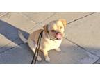 Adopt Shiloh #8089 a Labrador Retriever, Corgi