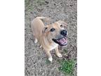 Adopt Wyatt a Black Mouth Cur