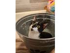 Adopt Baby Parkdale a Domestic Short Hair