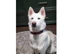 Adopt Shea a Siberian Husky