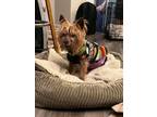 Adopt Colby a Yorkshire Terrier